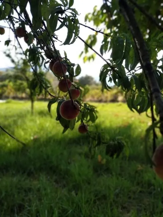 Rosegarden Βίλα Σάμη Σπίτι διακοπών