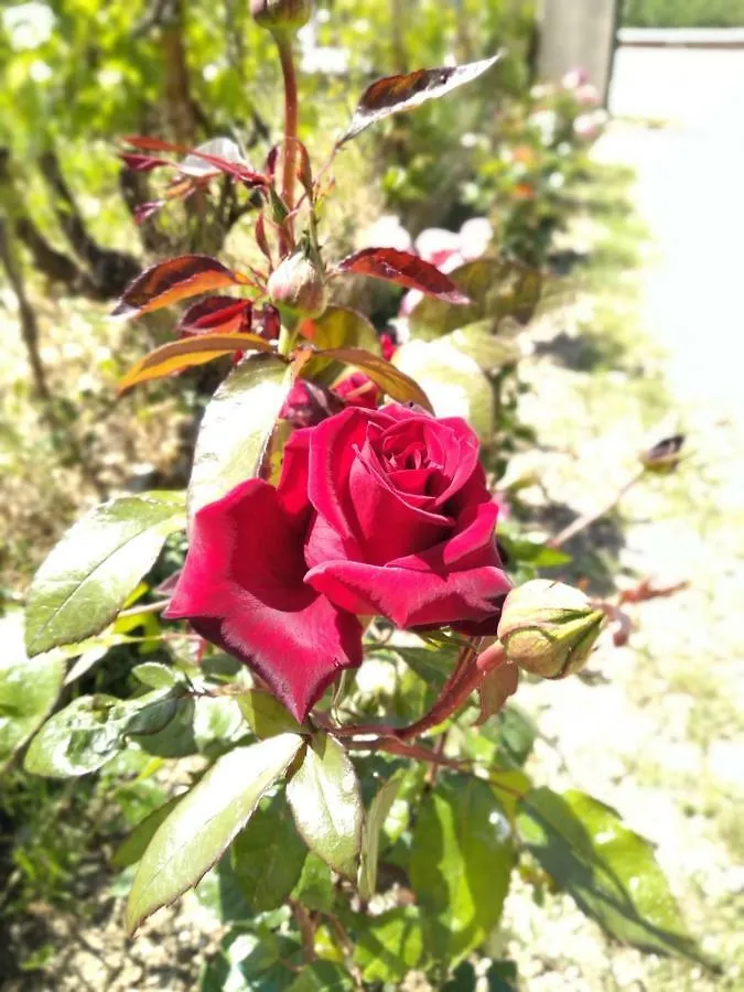 Σπίτι διακοπών Rosegarden Βίλα Σάμη